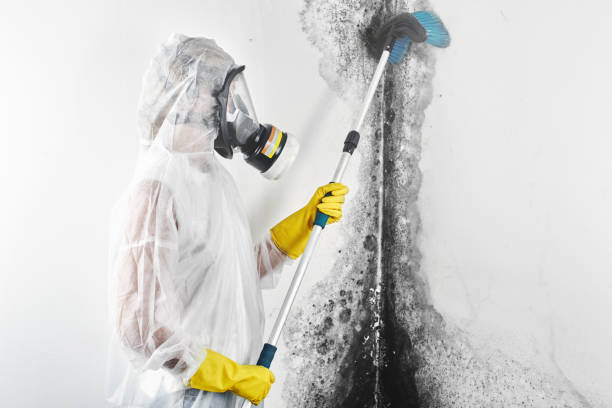 Best Mold Remediation for Healthcare Facilities  in Blauvelt, NY
