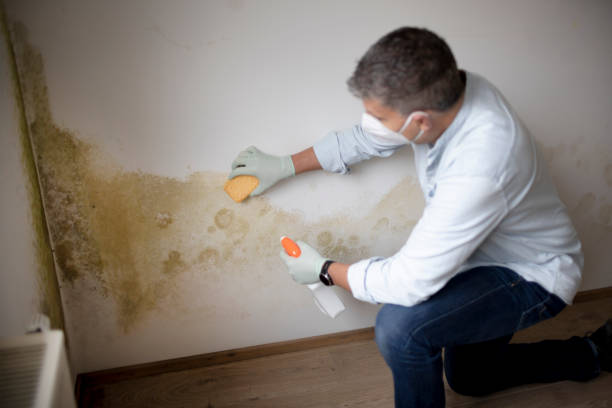 Best Commercial Mold Inspection  in Blauvelt, NY
