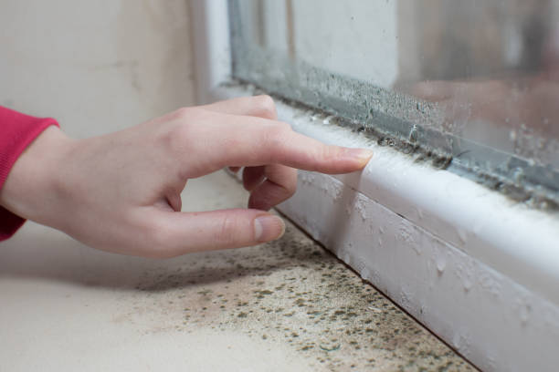 Best Environmental Consulting for Mold Prevention  in Blauvelt, NY