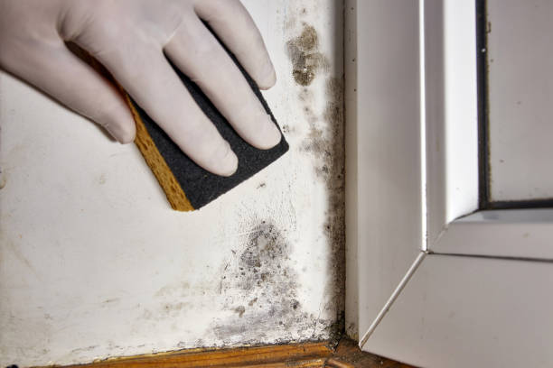 Best Airborne Mold Testing  in Blauvelt, NY